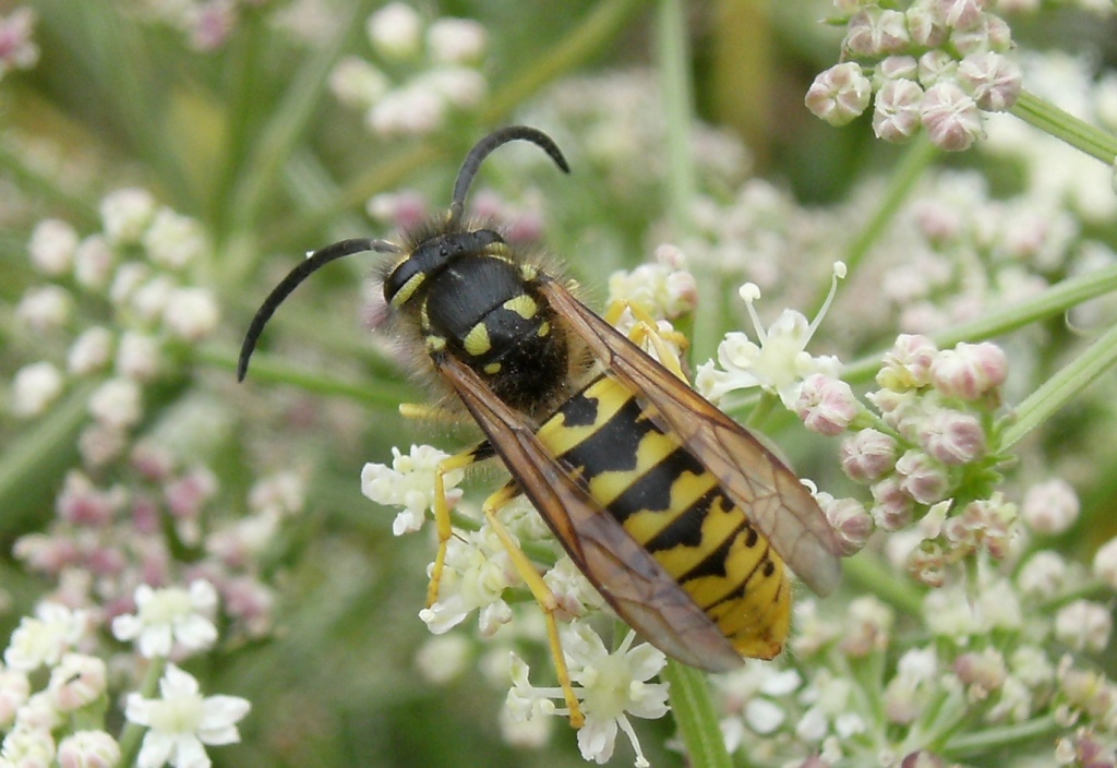 Vespula germanica M (Vespula)